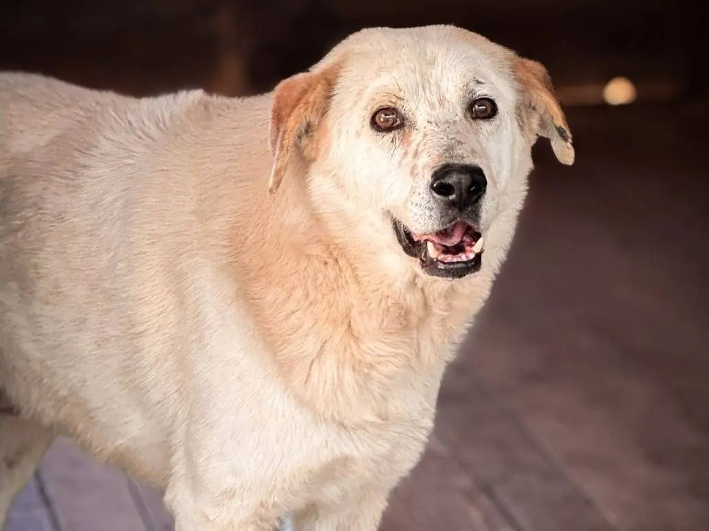 Adotta un cane, maschio, 6 anni e 2 mesi, Crotone