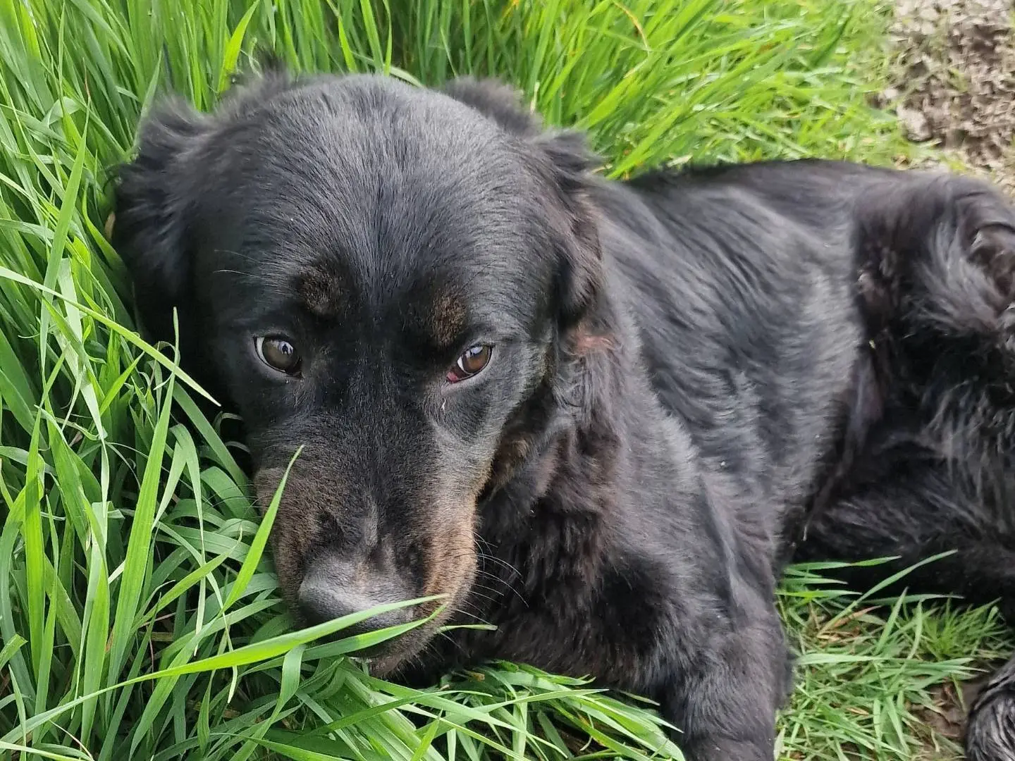 Adotta il cane ANTONIA a Latina