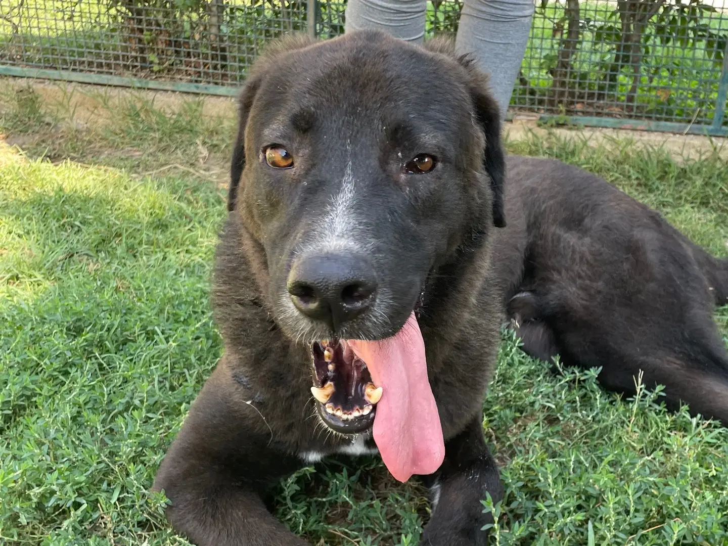Adotta un cane, maschio, 5 anni e 10 mesi, Latina
