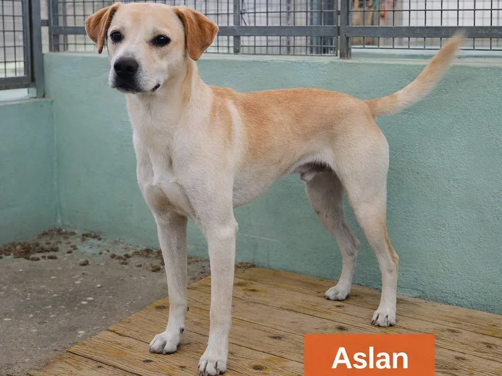 Adozione cane, maschio, Razza sconosciuta Razza sconosciuta, 5 anni, taglia media, Avellino