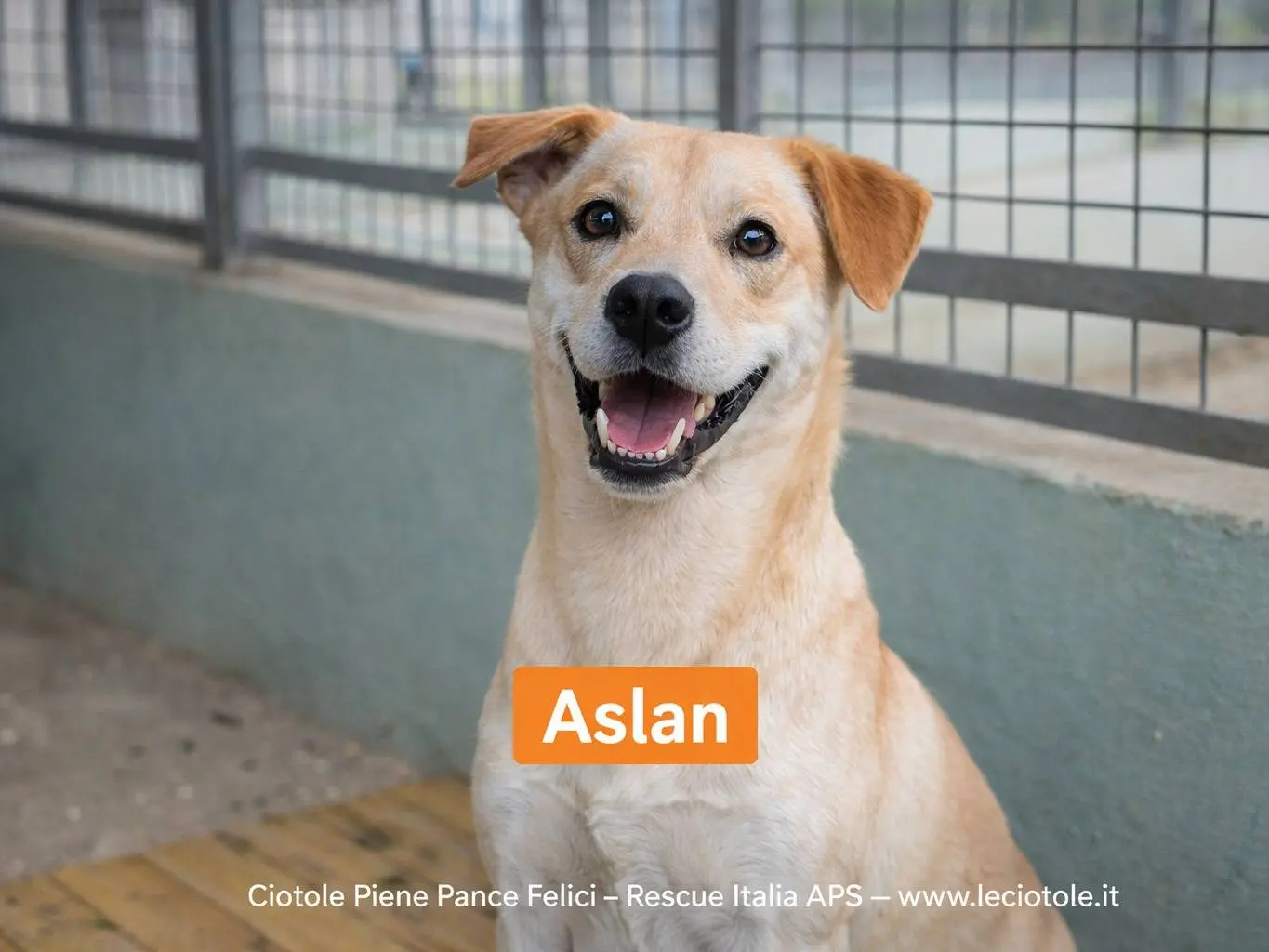 Adotta un cane, maschio, 5 anni, Avellino