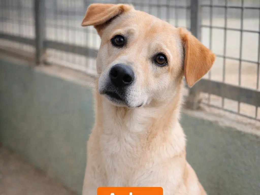 Adotta un cane, taglia media, maschio, Avellino
