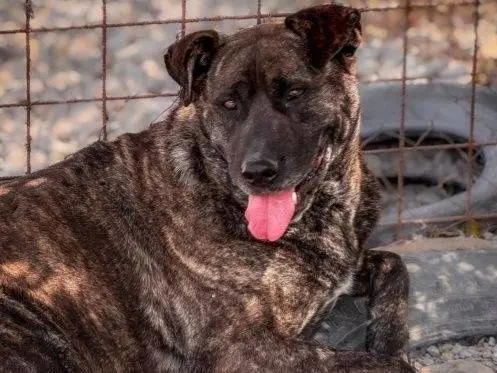 Adozione cane, maschio, Corso Razza sconosciuta, 6 anni e 4 mesi, taglia grande, Crotone