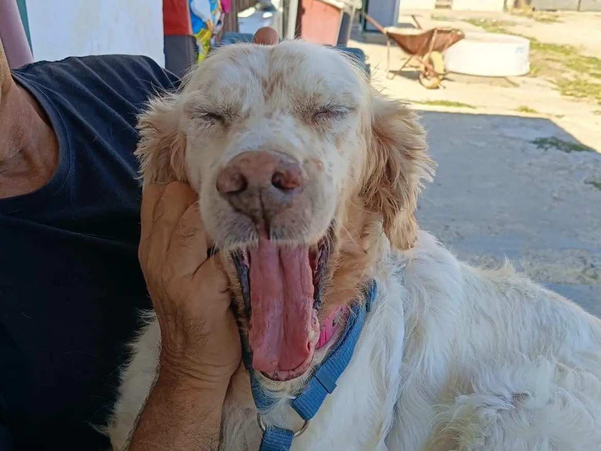 Vuoi adottare un cane a Caserta?