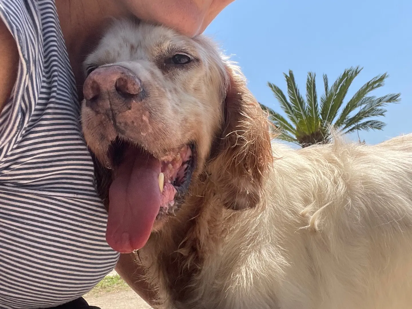Adotta un cane, maschio, 7 anni e 9 mesi, Caserta