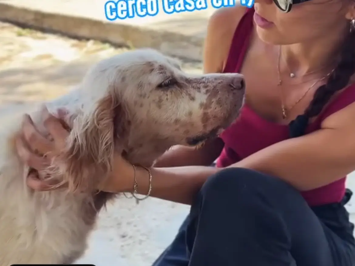 Adozione cane, maschio, Setter Inglese Razza sconosciuta, 7 anni e 9 mesi, taglia media, Caserta