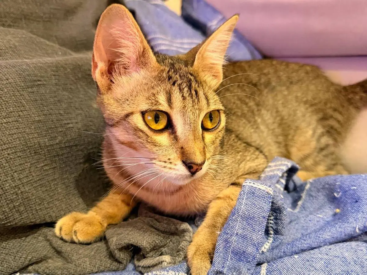 Adozione gatto, femmina, Razza sconosciuta Razza sconosciuta, 4 mesi, taglia non valida, Napoli