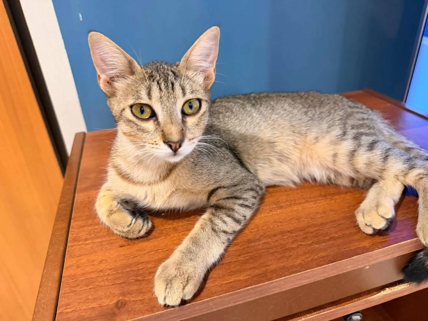 Adotta il gatto Olivia a Napoli