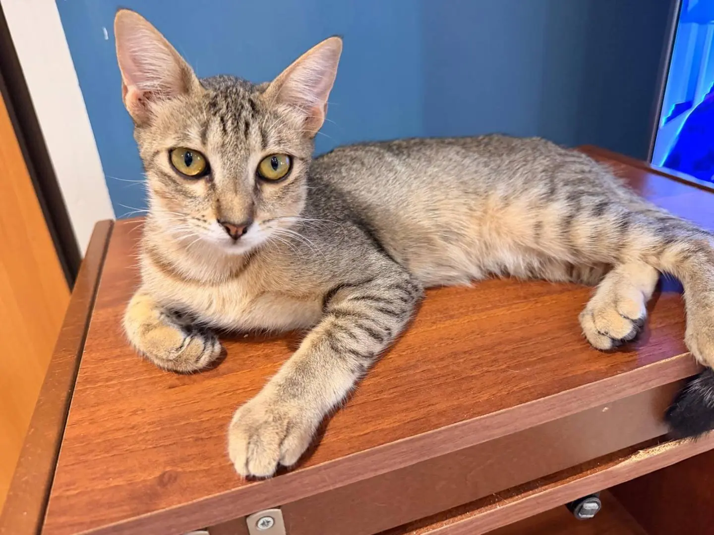 Vuoi adottare un gatto a Napoli?
