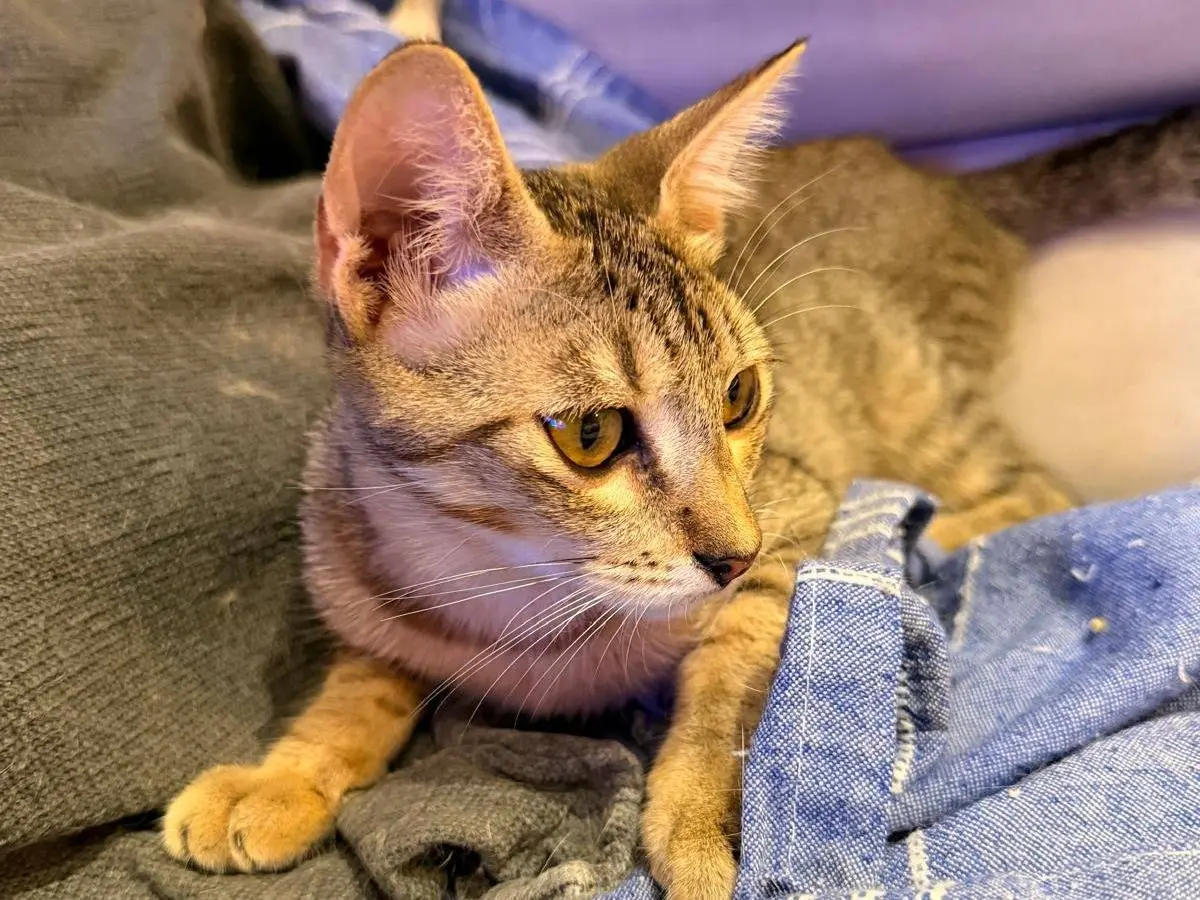 Adotta un gatto, taglia non valida, femmina, Napoli