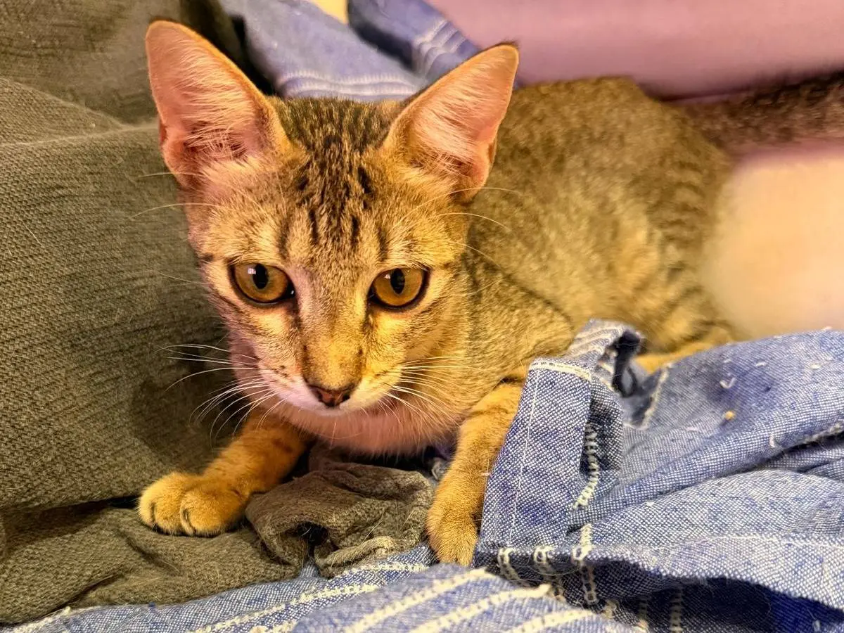 Adotta un gatto, femmina, 4 mesi, Napoli