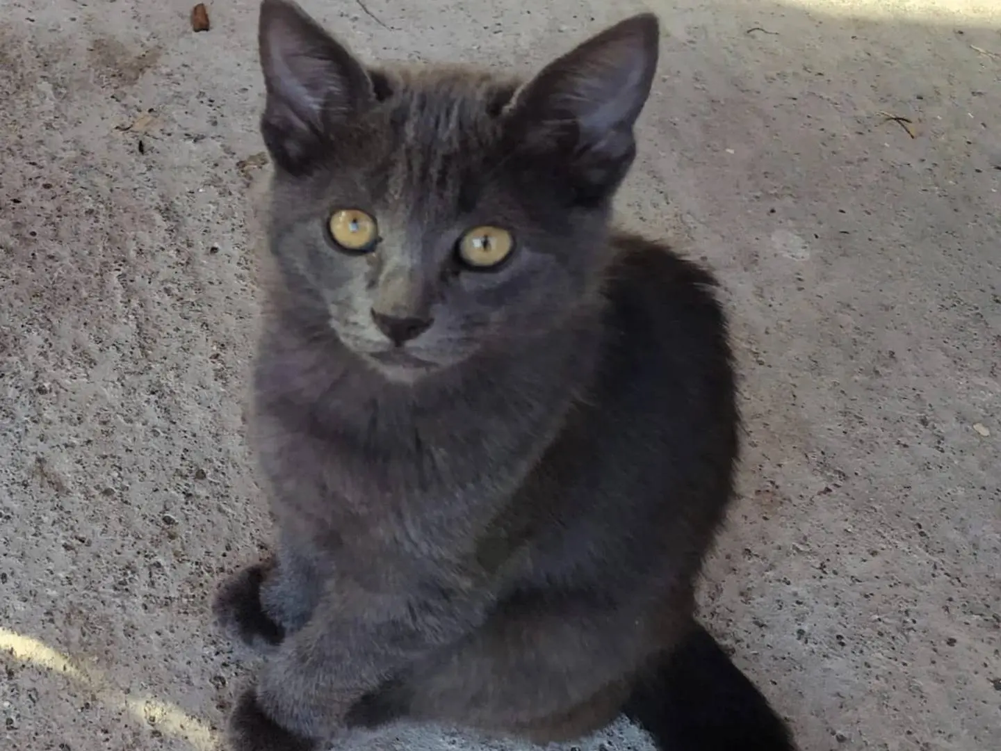 Adozione gatto, femmina, Razza sconosciuta Razza sconosciuta, 2 mesi, taglia non valida, Siracusa