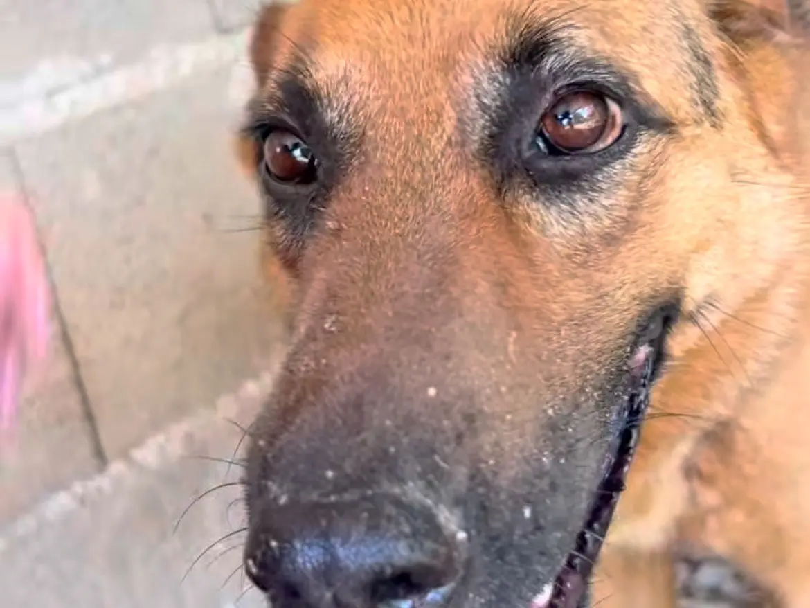 Adozione cane, femmina, Razza sconosciuta Razza sconosciuta, 6 anni e 5 mesi, taglia grande, Latina