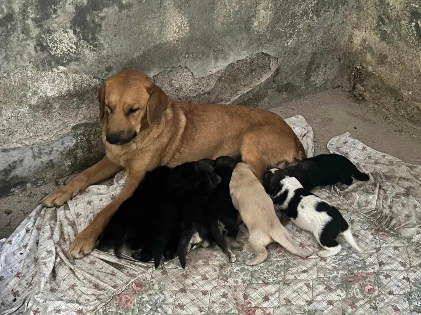 Foto 2 dell'animale