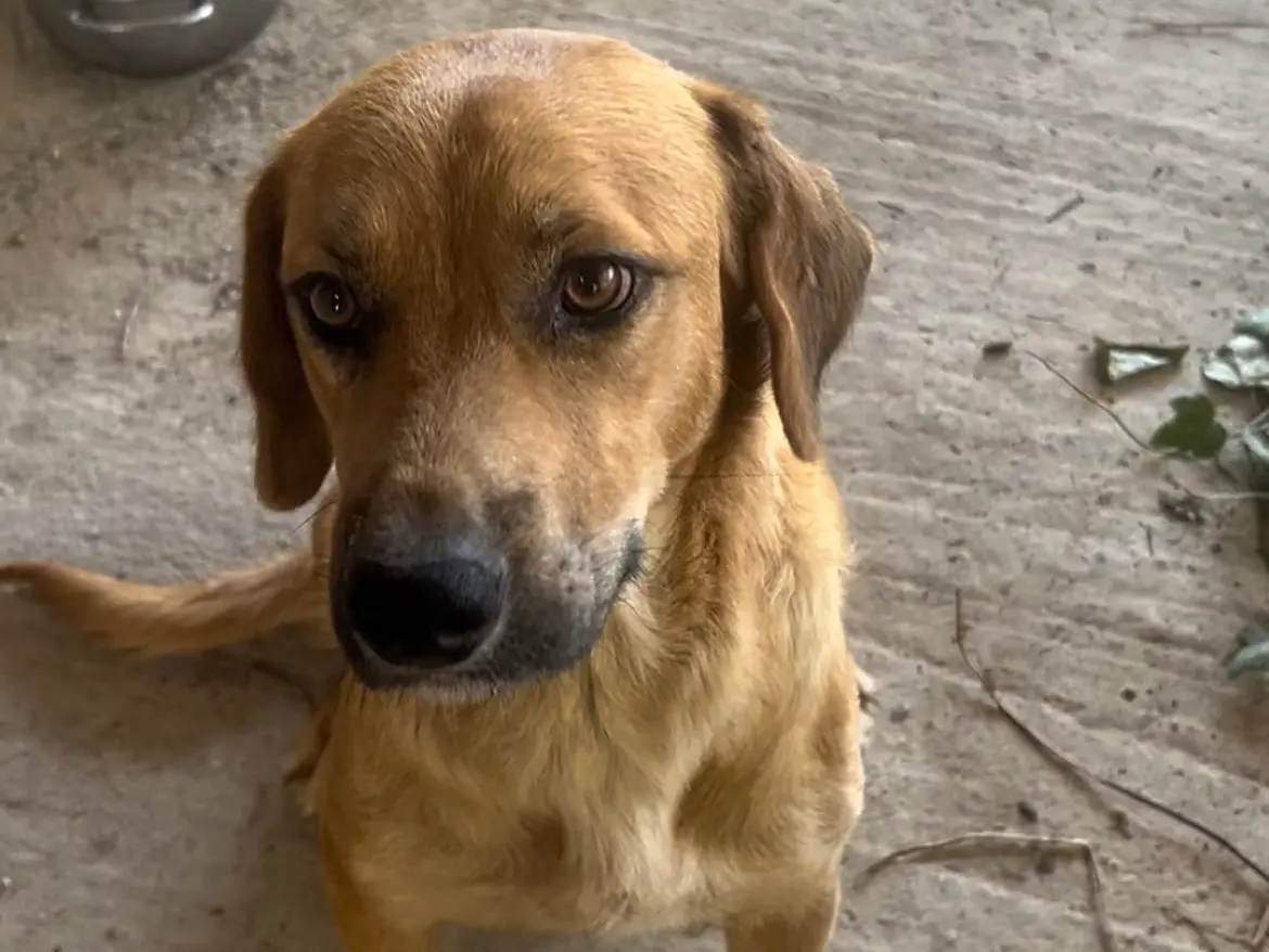 Foto 3 dell'animale