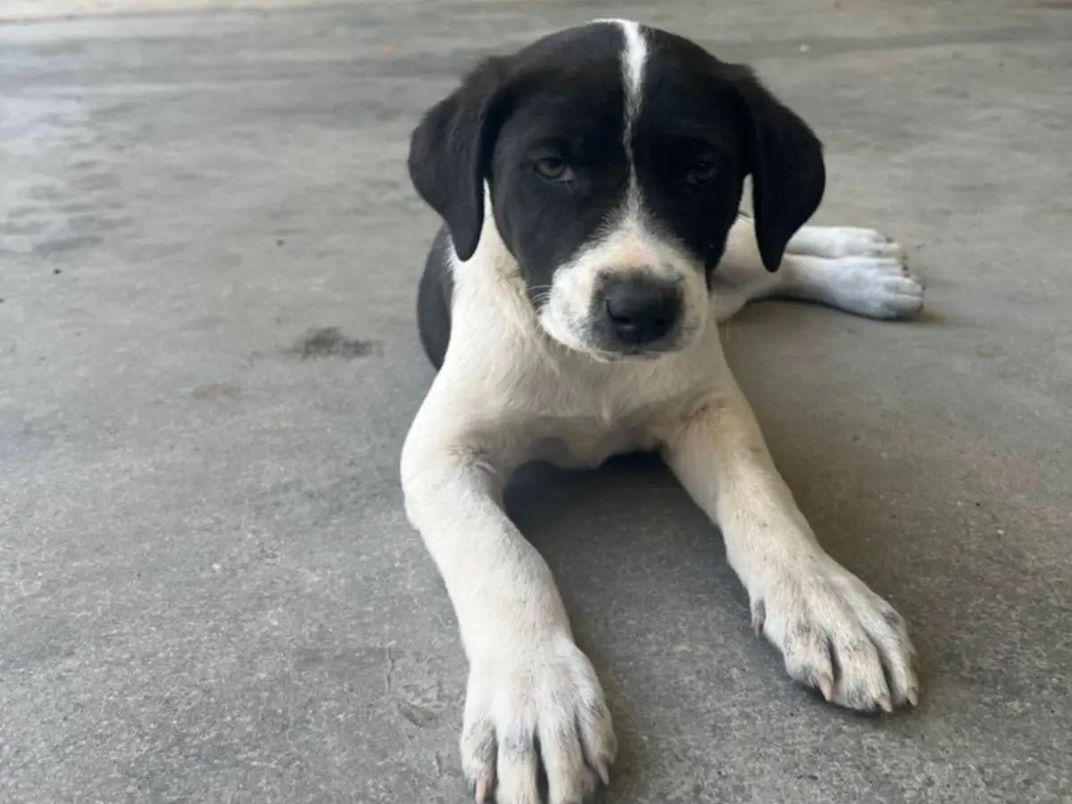 Adotta il cane Tati Sheila e Kelly a Catania