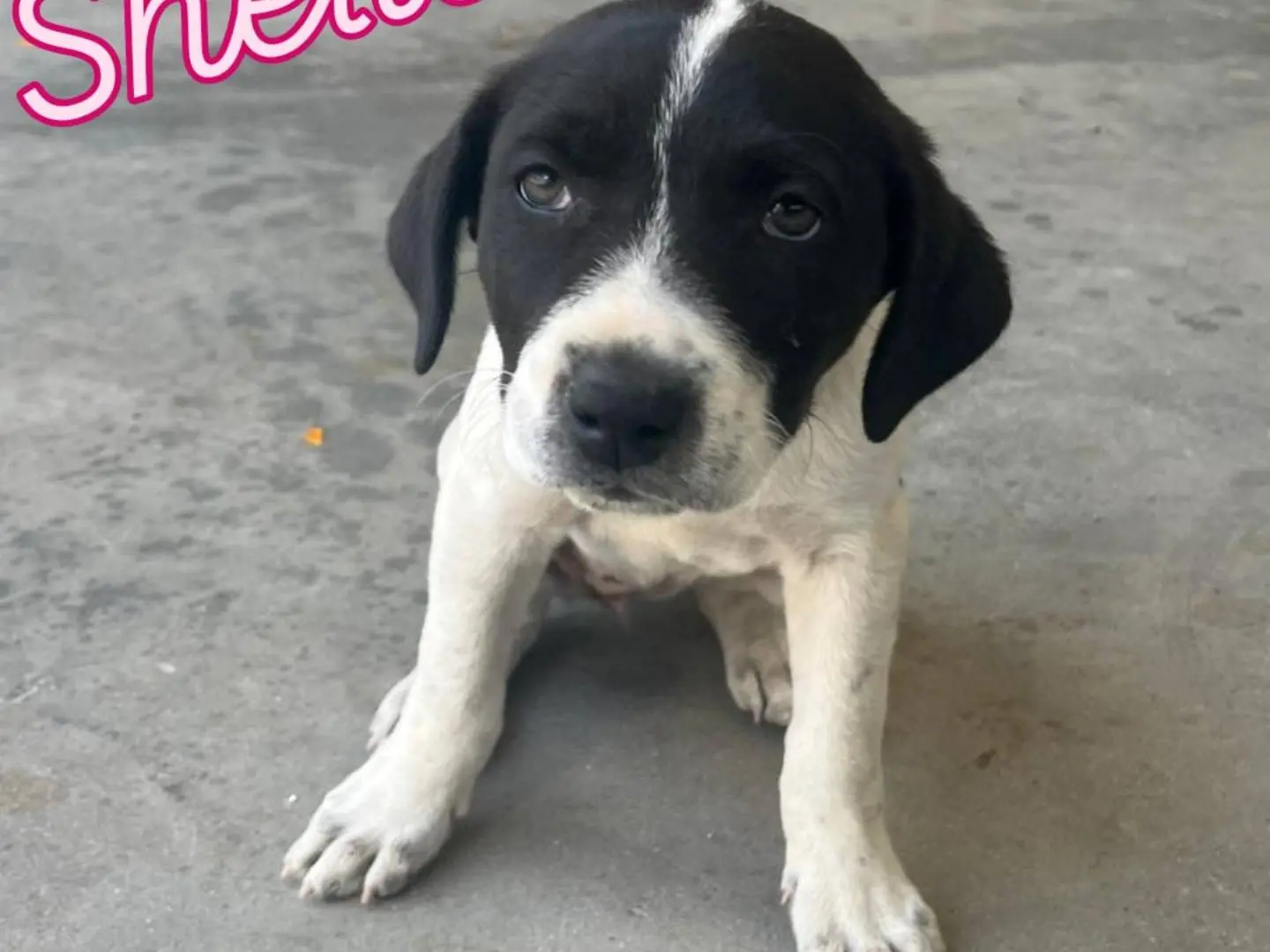 Adotta un cane, taglia media, femmina, Catania