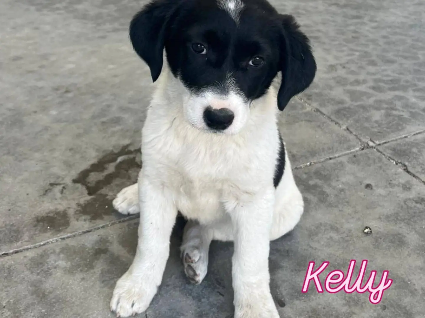 Adozione cane, femmina, Razza sconosciuta Razza sconosciuta, 1 anno e 6 mesi, taglia media, Catania