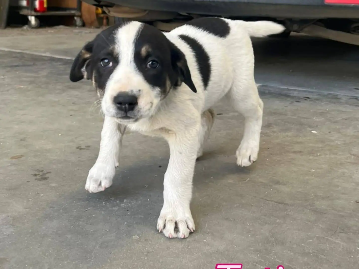 Adotta un cane, femmina, 1 anno e 6 mesi, Catania