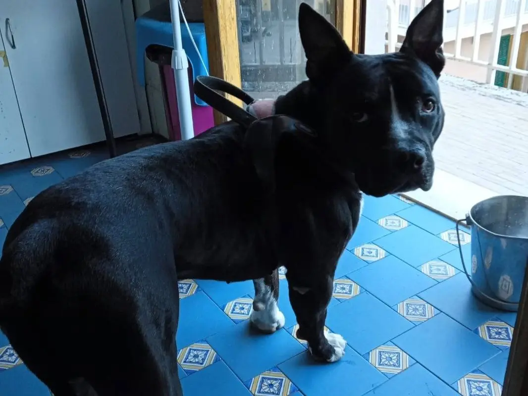 Adozione cane, maschio, Amstaff Razza sconosciuta, 3 anni e 4 mesi, taglia grande, Mantova