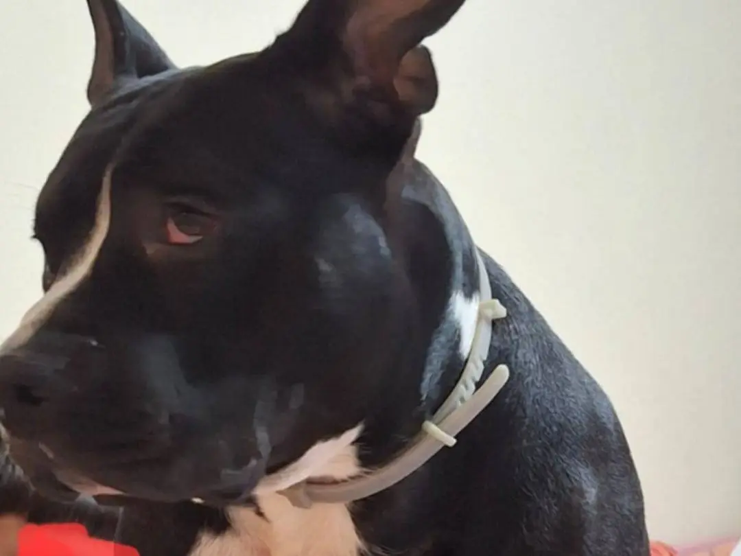 Adotta il cane Ares SFORTUNATO a Mantova