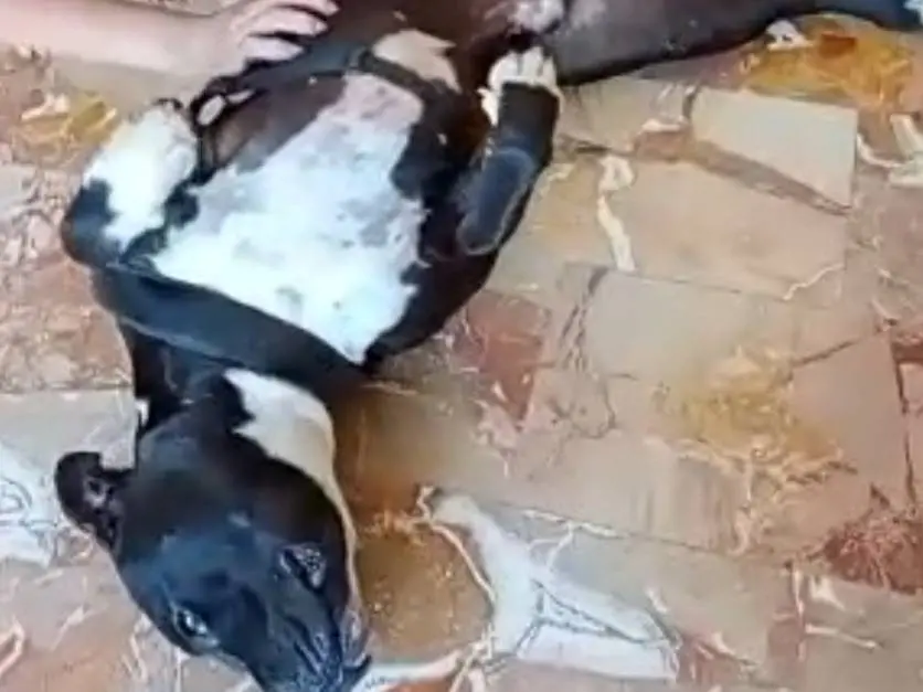 Adotta un cane, taglia grande, maschio, Mantova