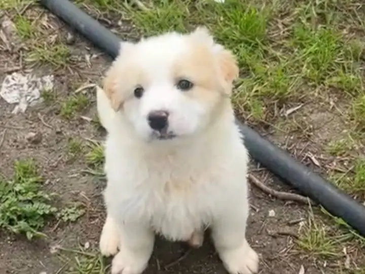 Adotta un cane, maschio, 8 mesi, Siracusa