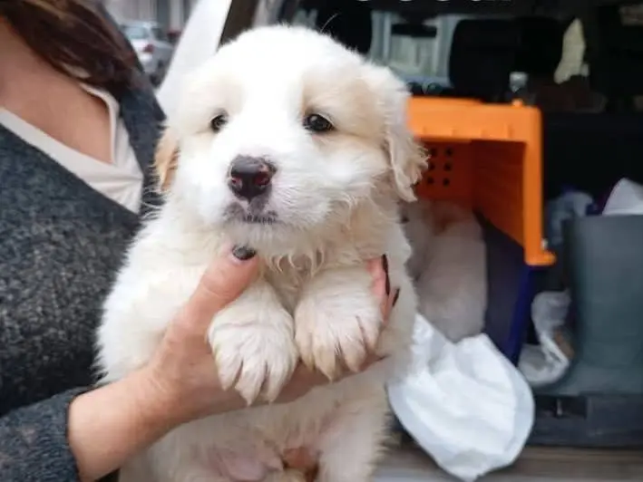 Adozione cane, maschio, Razza sconosciuta Razza sconosciuta, 8 mesi, taglia grande, Siracusa