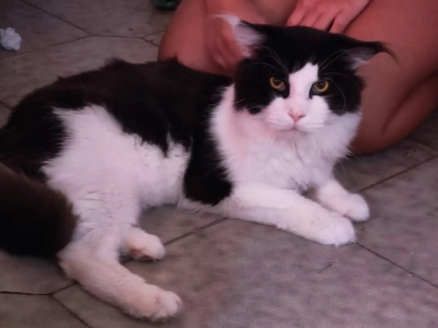 Adotta un gatto, maschio, 3 anni e 6 mesi, Roma