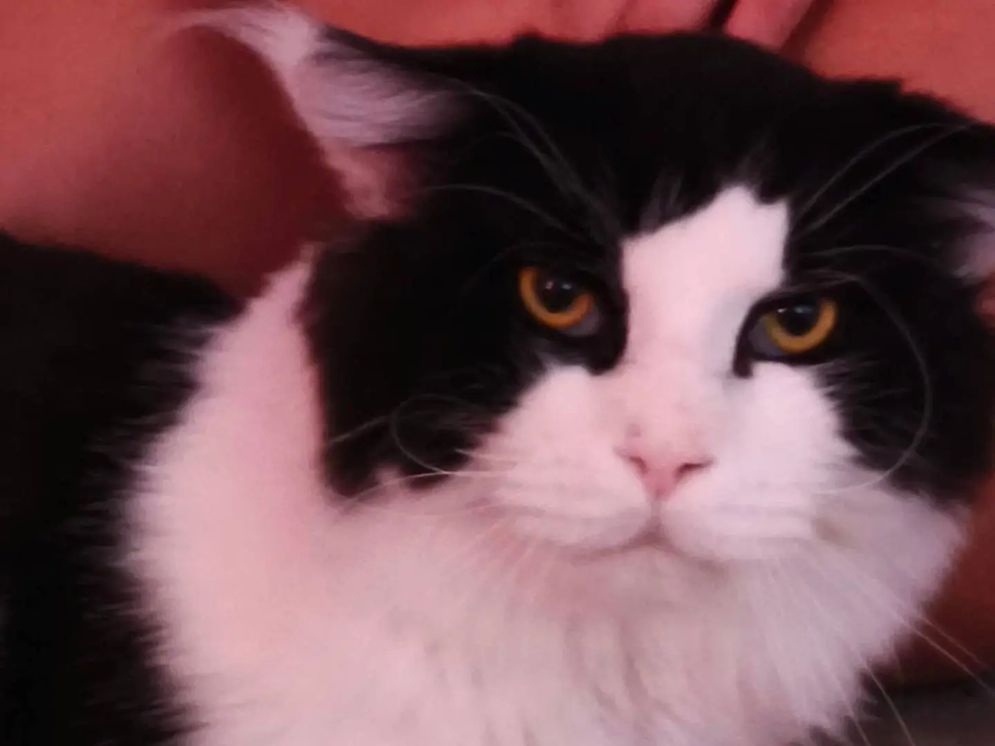 Adozione gatto, maschio, Razza sconosciuta Razza sconosciuta, 3 anni e 6 mesi, taglia non valida, Roma