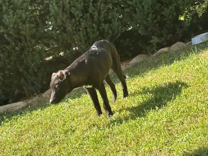 Foto 3 dell'animale