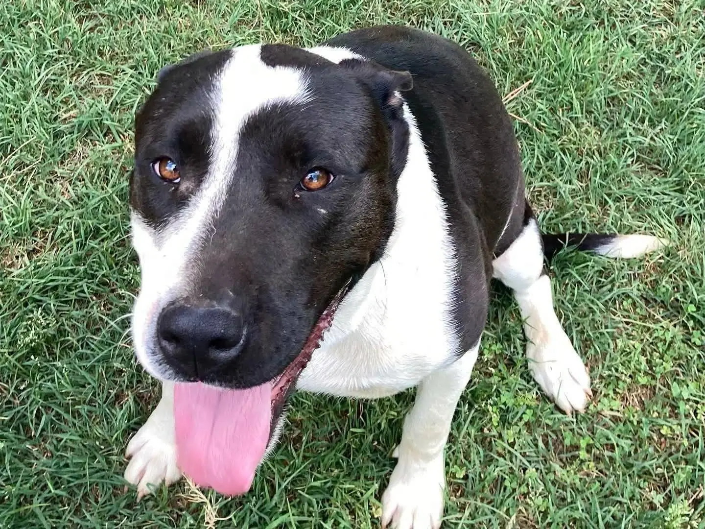Adotta un cane, femmina, 4 anni e 6 mesi, Roma