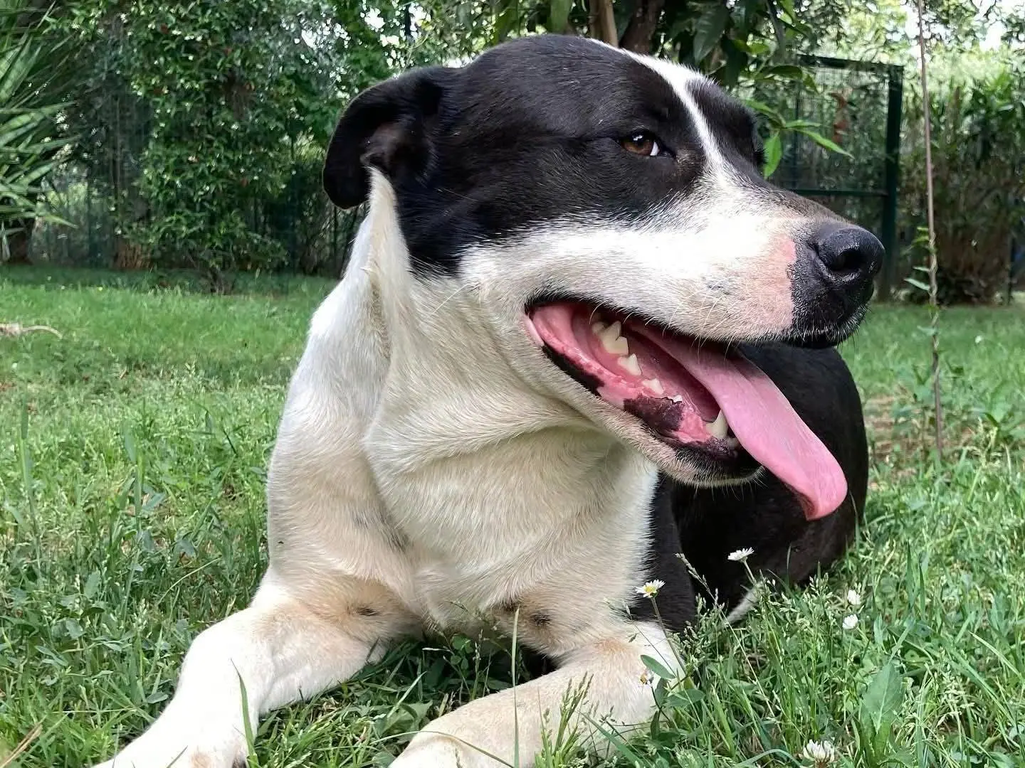 Vuoi adottare un cane a Roma?