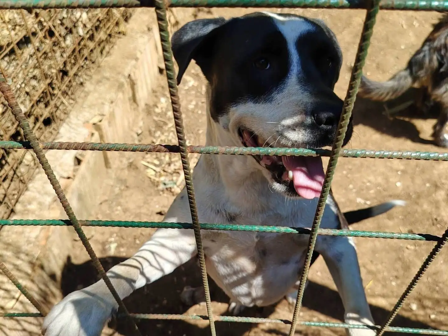Adozione cane, femmina, Razza sconosciuta Razza sconosciuta, 4 anni e 6 mesi, taglia media, Roma