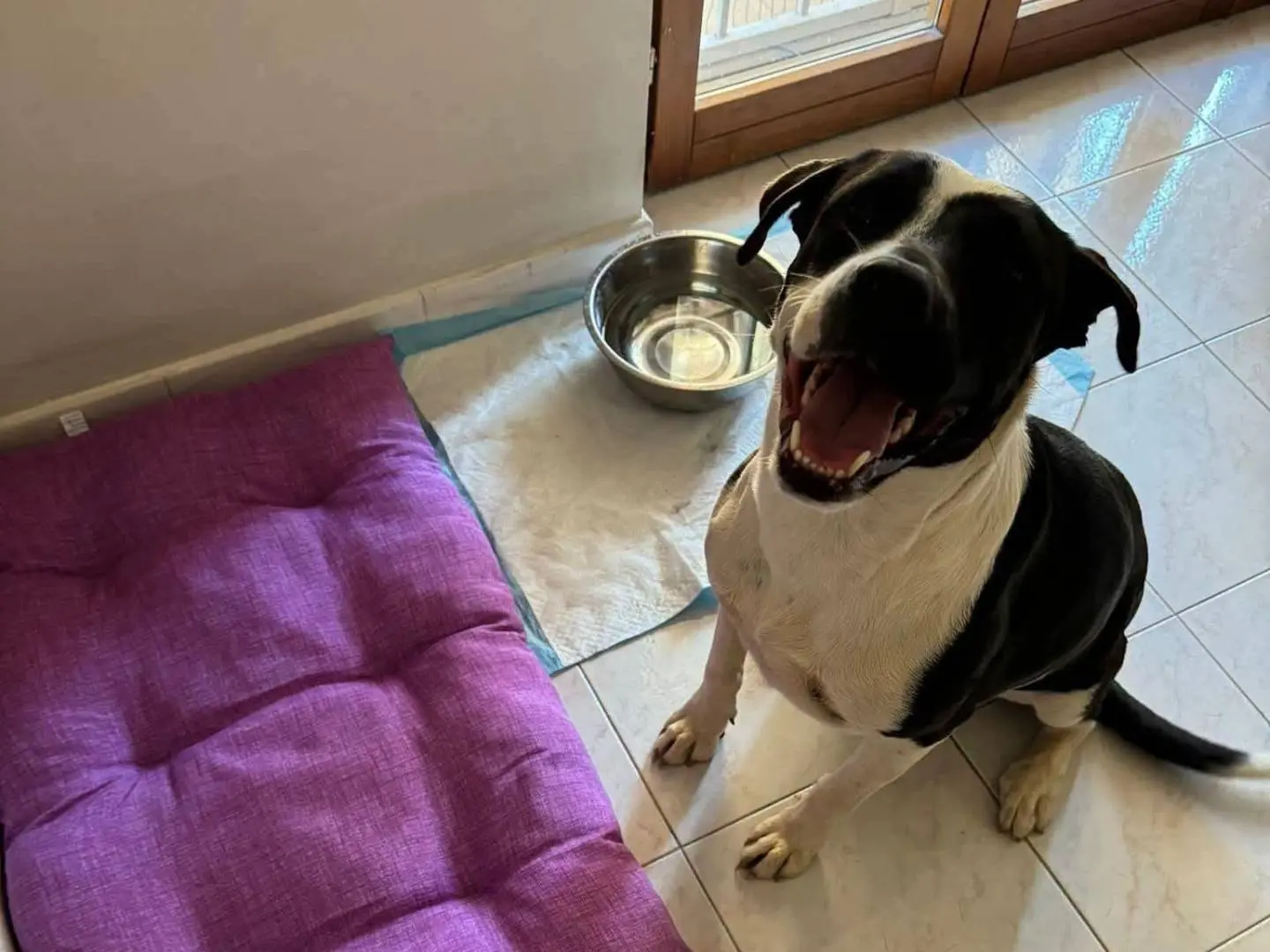 Adotta un cane, taglia media, femmina, Roma