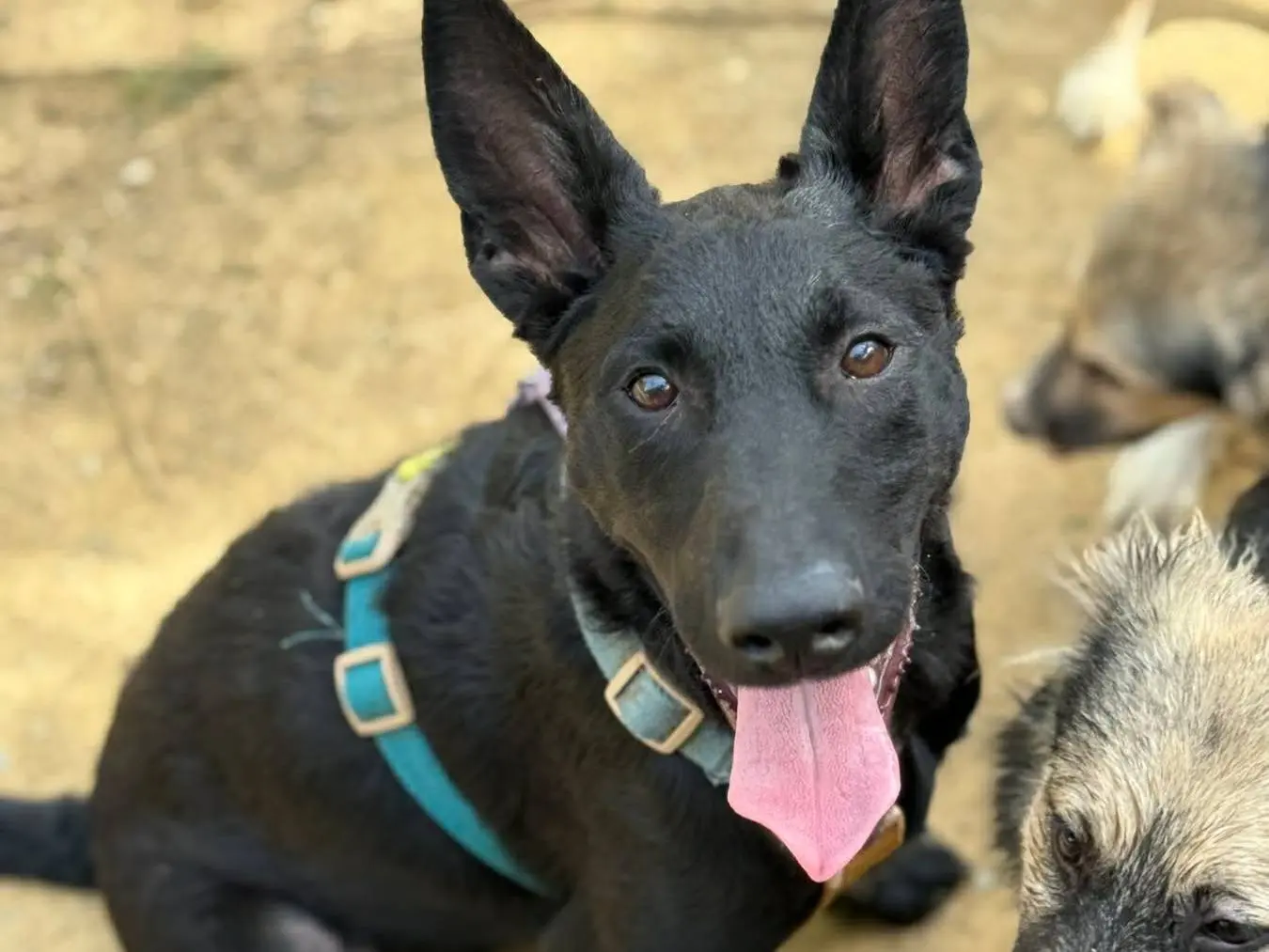 Adotta un cane, maschio, 7 mesi, Firenze