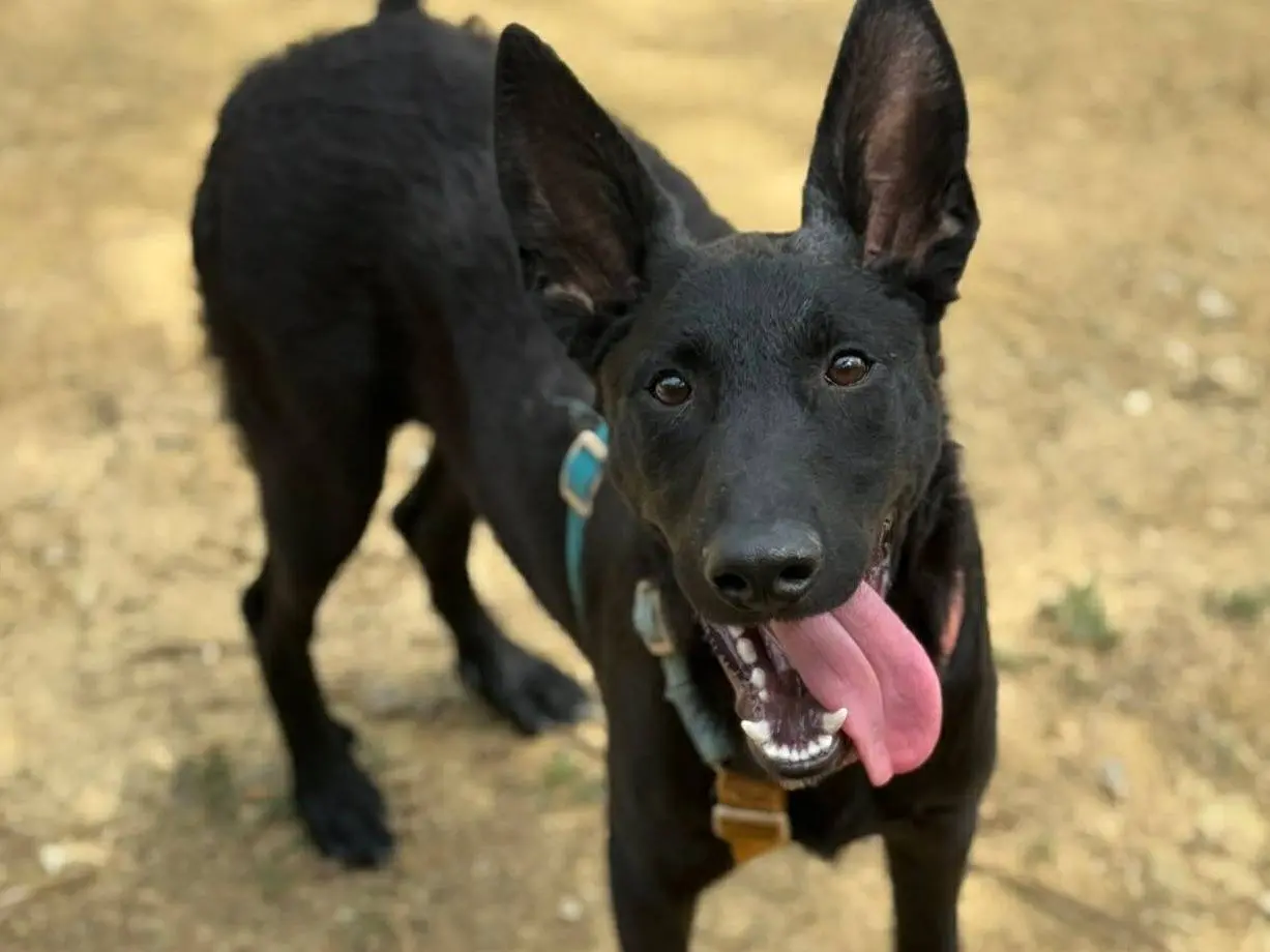 Adotta un cane, taglia media, maschio, Firenze