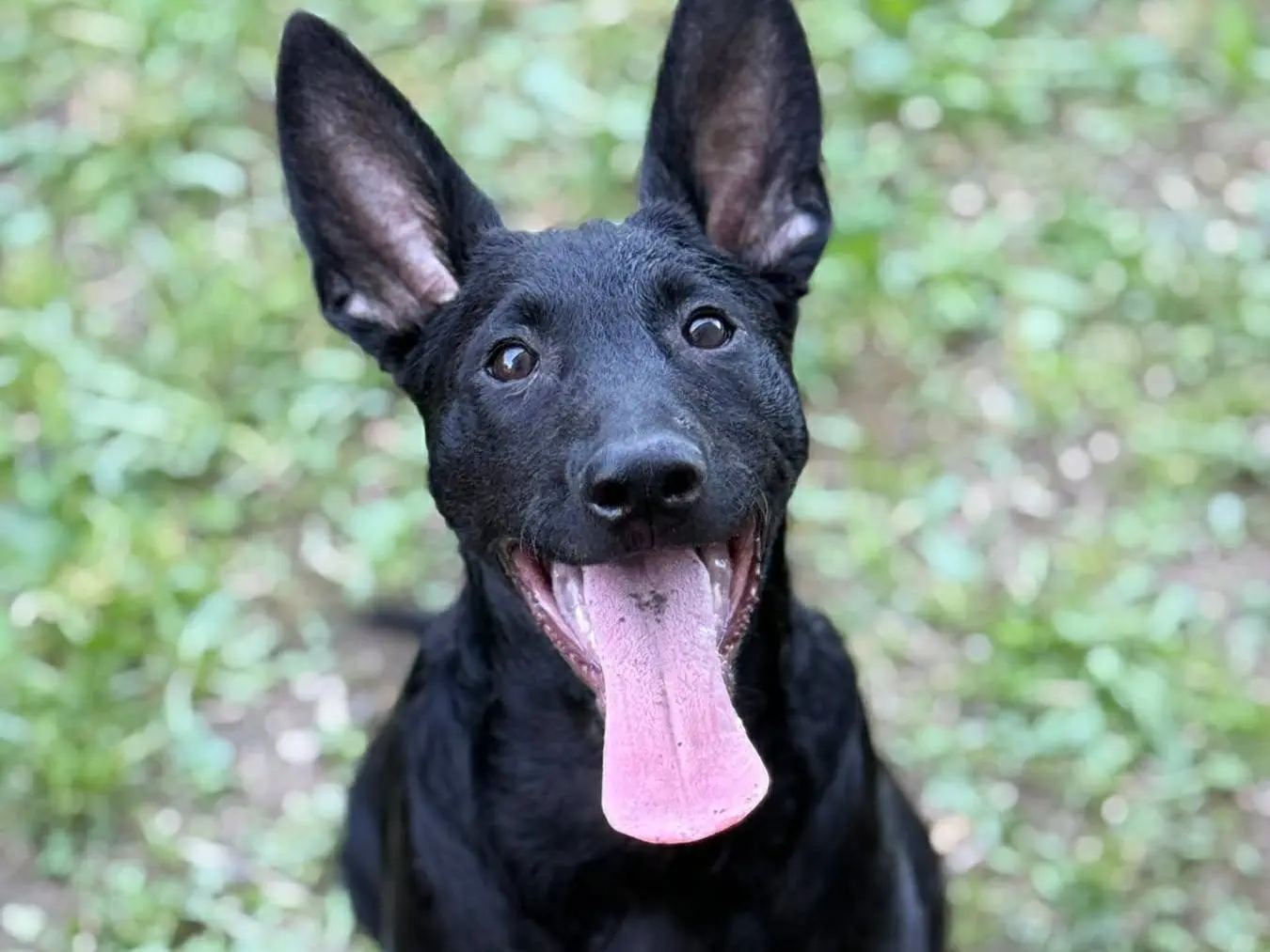 Adotta il cane ENRICO a Firenze