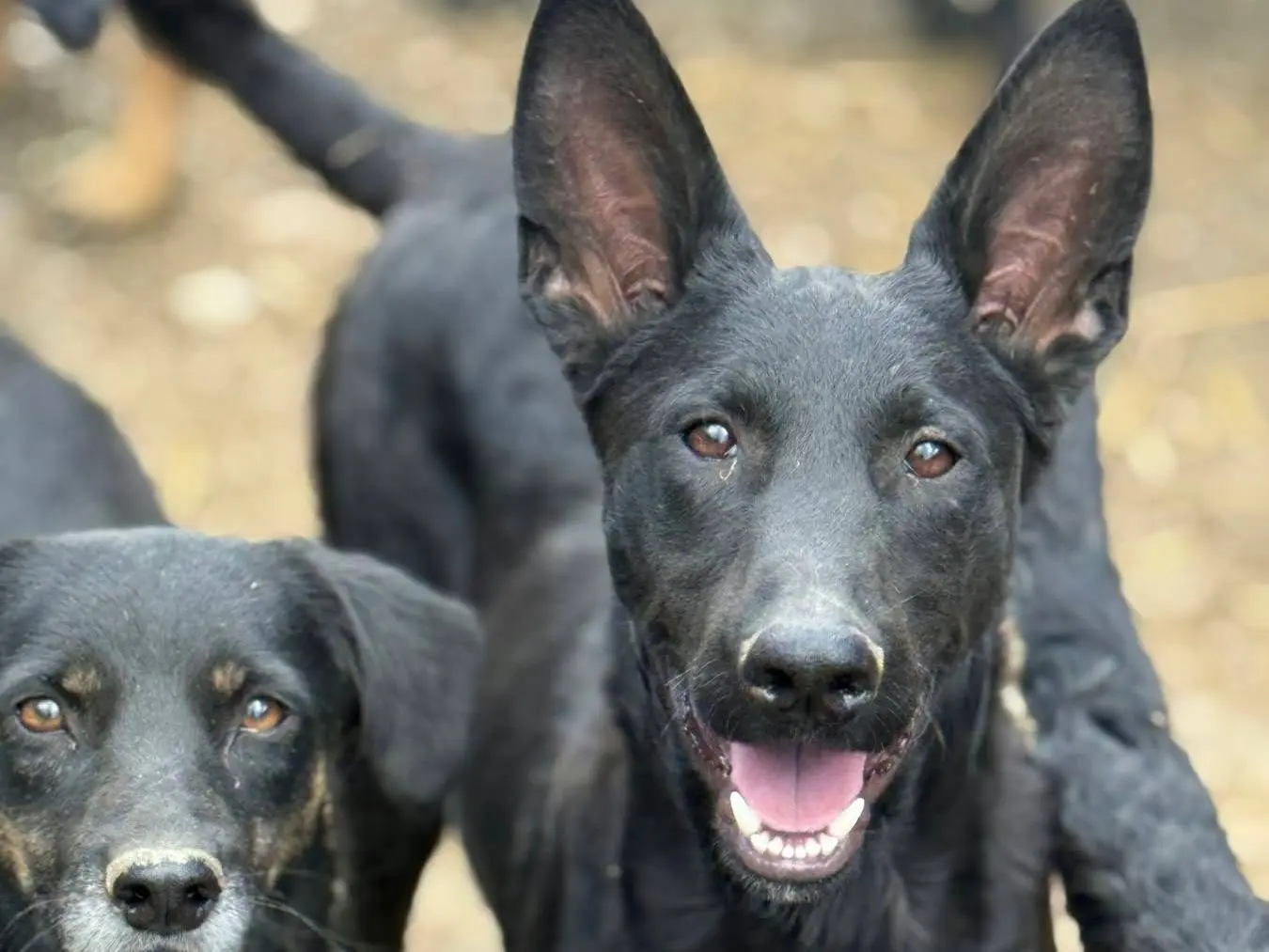 Adozione cane, maschio, Razza sconosciuta Razza sconosciuta, 7 mesi, taglia media, Firenze
