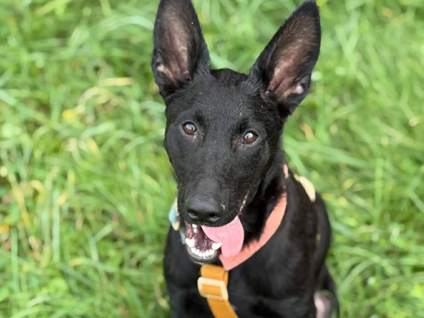 Vuoi adottare un cane a Firenze?