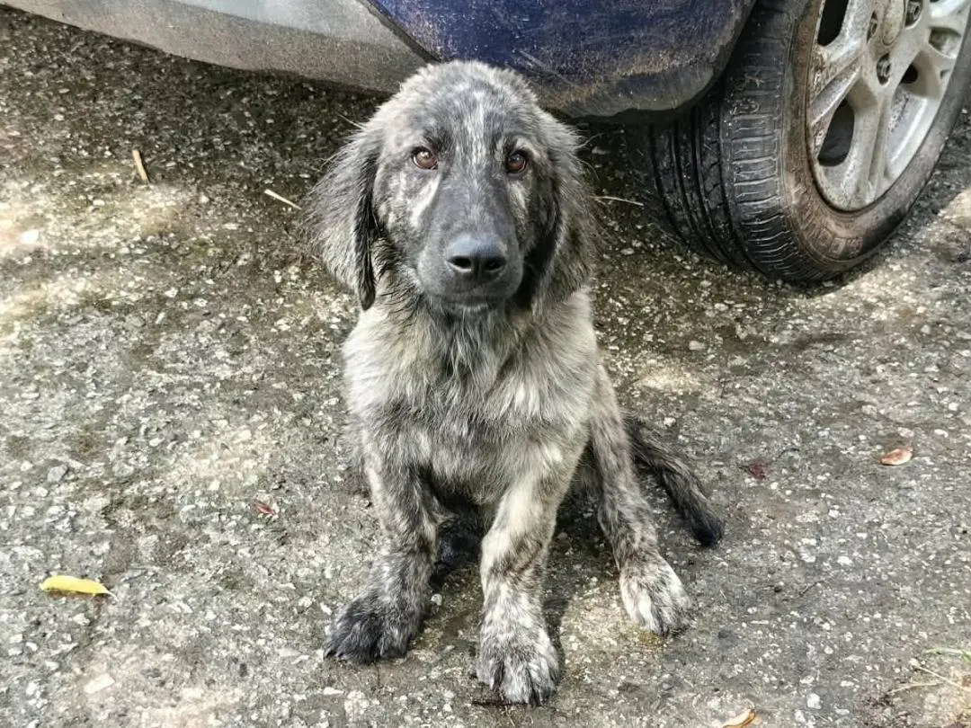 Adotta un cane, taglia media, maschio, Forl