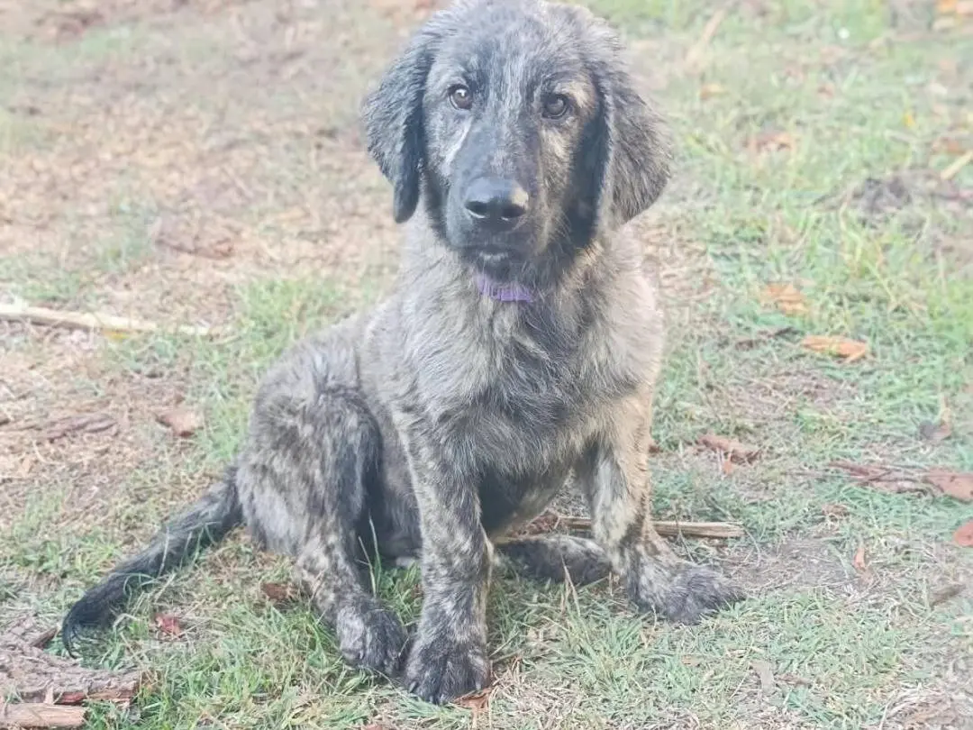 Adozione cane, maschio, Razza sconosciuta Razza sconosciuta, 4 mesi, taglia media, Forl