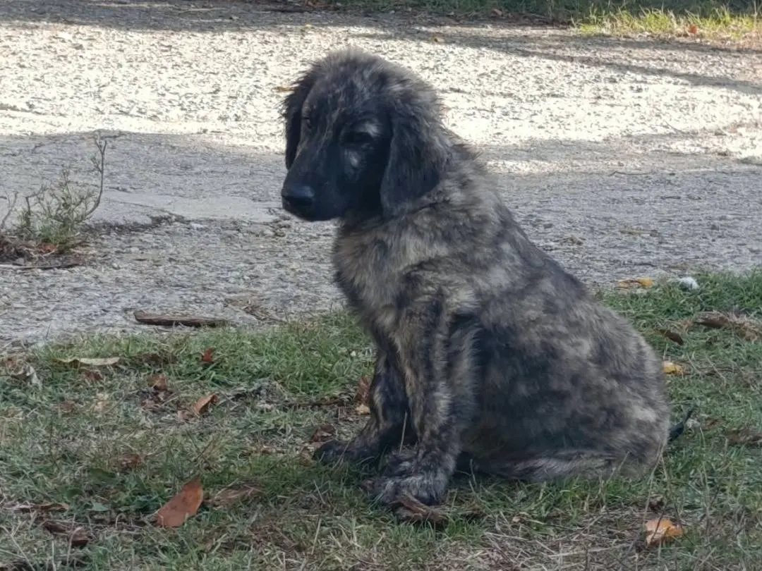 Vuoi adottare un cane a Forl?