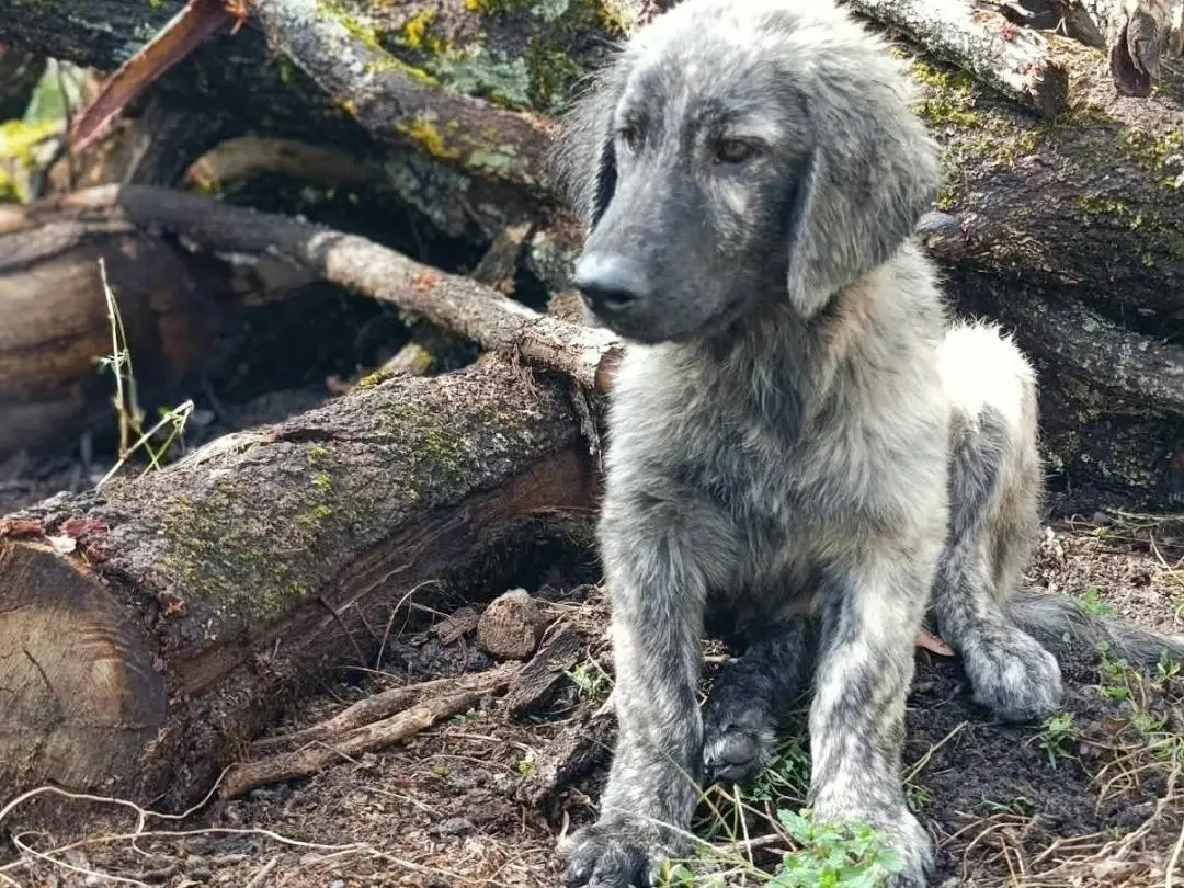 Adotta un cane, maschio, 4 mesi, Forl