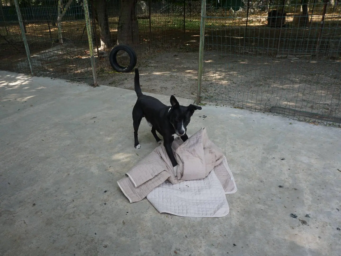 Foto 3 dell'animale