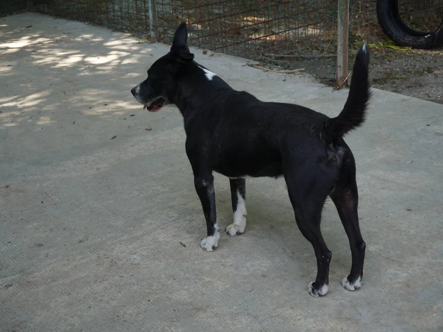 Adotta un cane, maschio, 2 anni e 5 mesi, Pescara