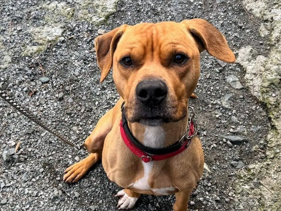 Adotta un cane, maschio, 8 anni e 9 mesi, Genova