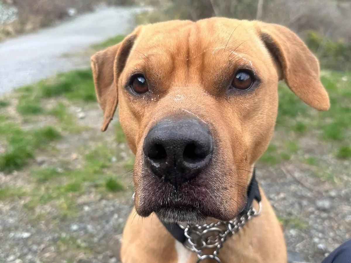 Adozione cane, maschio, Pitbull, 8 anni e 9 mesi, taglia grande, Genova