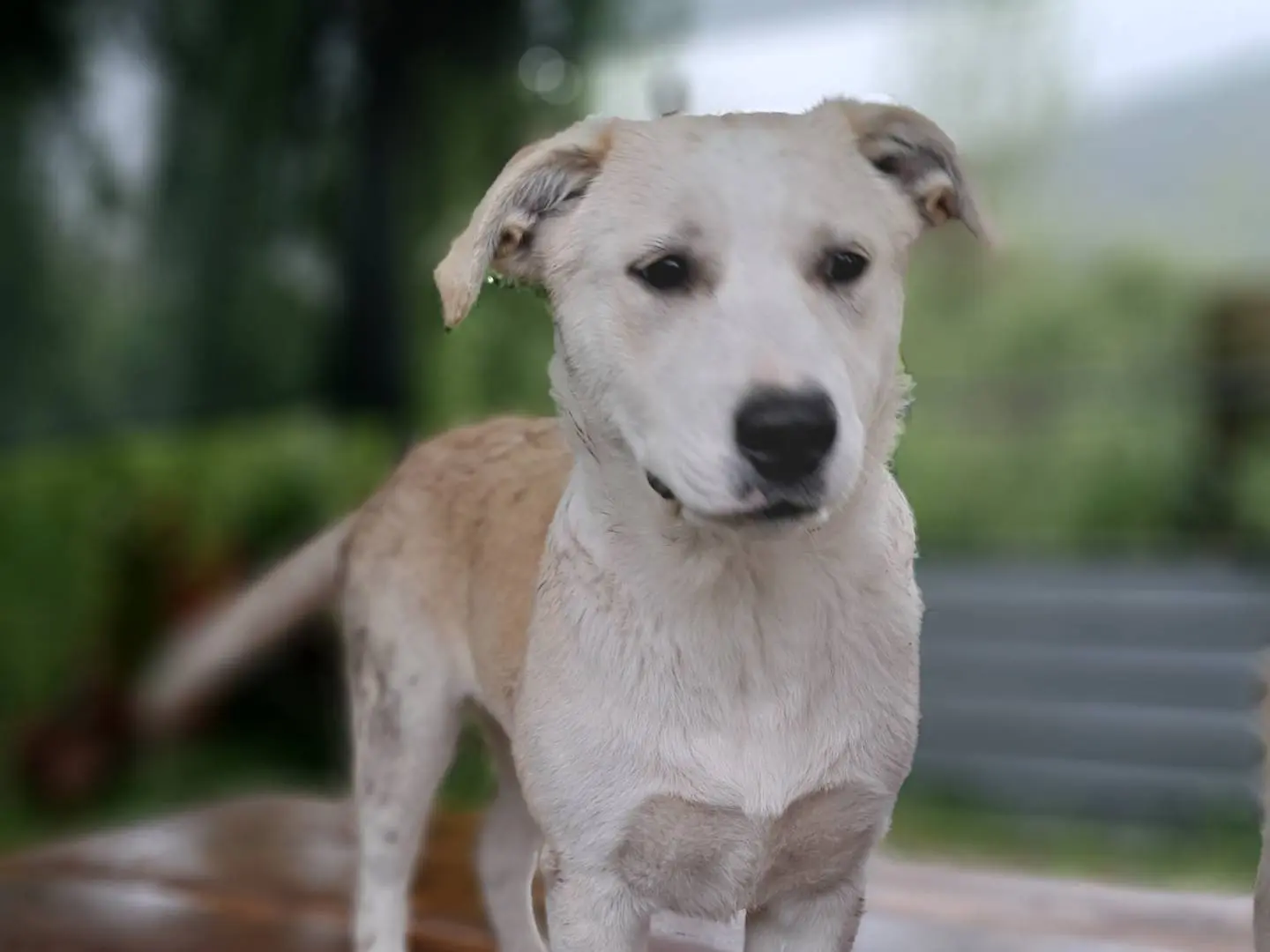 Vuoi adottare un cane a Caserta?