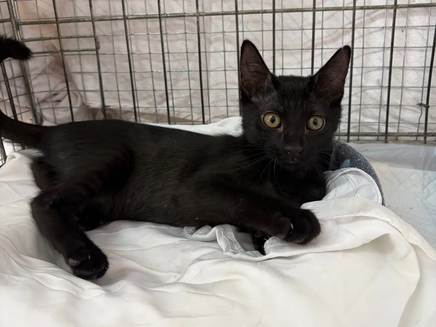 Adozione gatto, femmina, Razza sconosciuta Razza sconosciuta, 5 mesi, taglia non valida, Potenza
